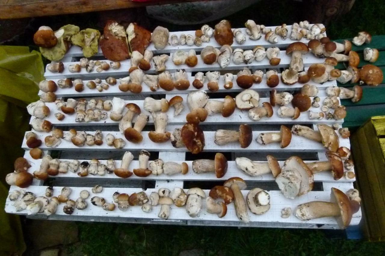 Agroturystyka U Psotki Kuzmina Buitenkant foto