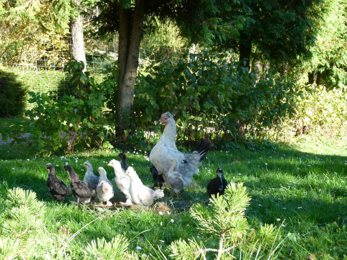 Agroturystyka U Psotki Kuzmina Buitenkant foto